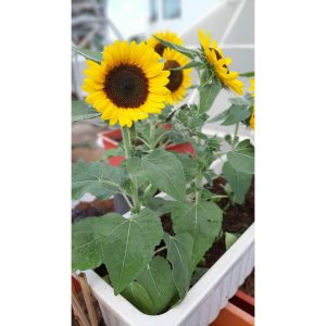 Hạt Giống Hoa Hướng Dương Lùn
