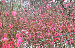 Kỹ thuật điều khiển quá trình cây đào ra hoa đúng dịp Tết