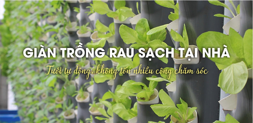 Banner trồng rau sạch tại nhà