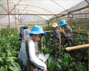 giải pháp lợi dụng thiên địch quản lý dịch hại cây trồng