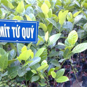 Mít nghệ tứ quý