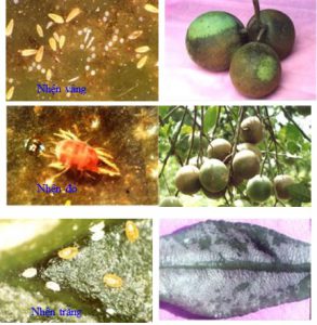 Phòng và điều trị nhện đỏ hại cây trồng.