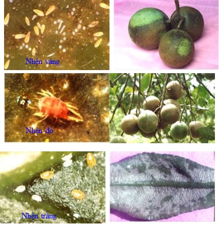 Phòng và điều trị nhện đỏ hại cây trồng.
