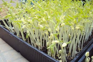 Kỹ thuật trồng rau mầm đơn giản tại nhà