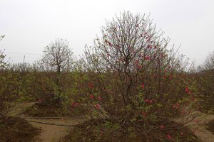 Cách xử lý đào bị xỉ mủ thân đơn giản, hiệu quả cao