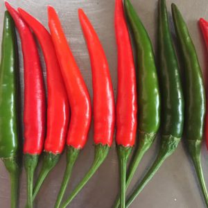 Hạt giống ớt chỉ thiên f1