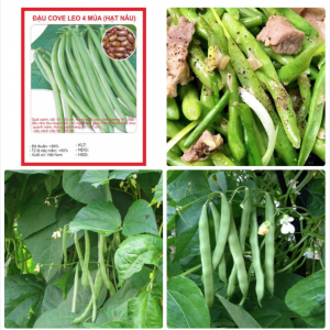 Hạt giống đậu tứ quý hạt nâu