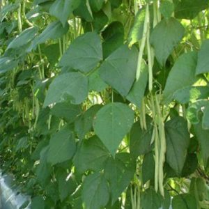 Hạt giống đậu trạch lai