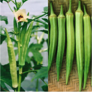 Hạt giống đậu bắp xanh