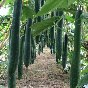 Hạt giống bí xanh f1 kita