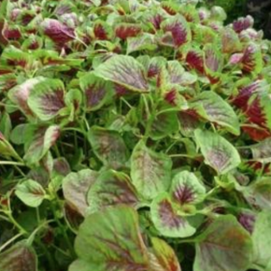 Hạt giống rau dền khoang