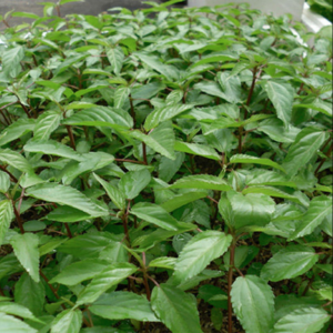 Hạt giống rau đay đỏ