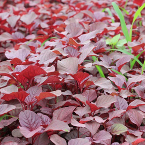 Hạt giống rau dền đỏ