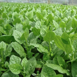 Hạt giống rau mồng tơi trắng