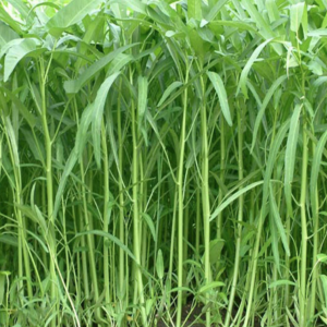 Hạt giống rau muống lá tre