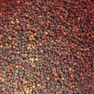 Hạt giống cây xạ đen