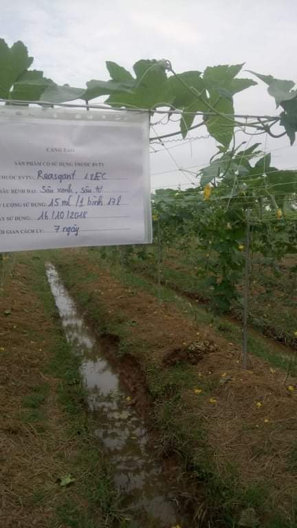 lưới làm giàn cây leo