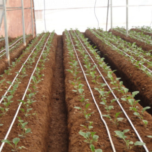 Ống dây tưới nhỏ giọt Multi Drip