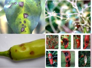 Phòng và trị bệnh thán thư trên cây ớt