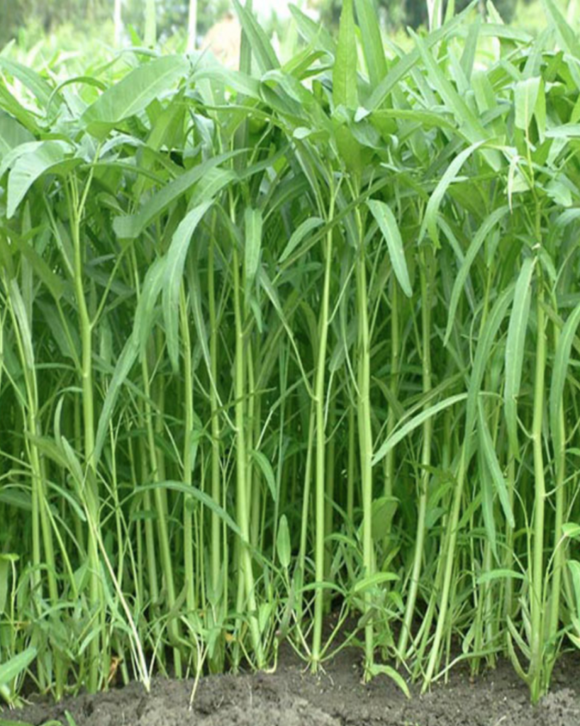 Hạt giống rau muống lá tre - rau muống trắng - Shopnongnghiep.vn