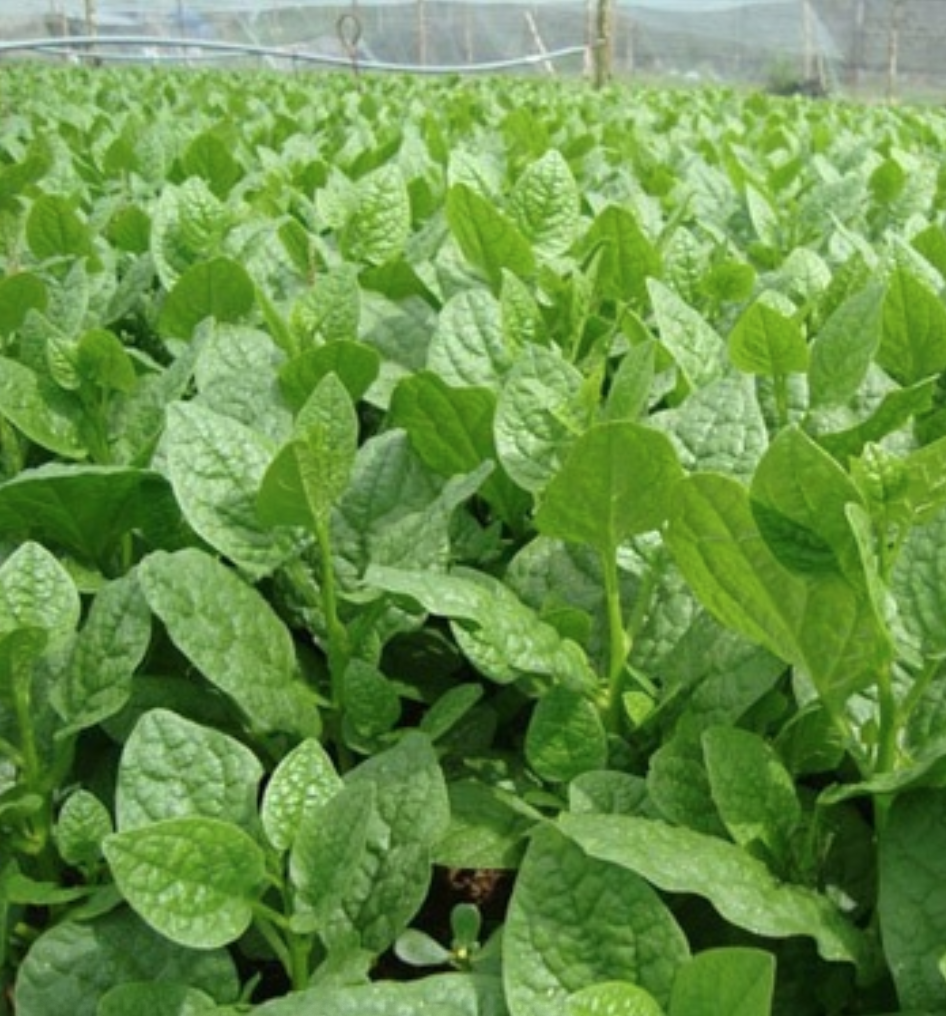 Hạt giống rau mồng tơi trắng/xanh - Shopnongnghiep.vn